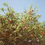 Private Wing Of A Greek Island Estate With Vineyard, Exclusive Grounds & Hosted Experiences 3* Skiathos-stad