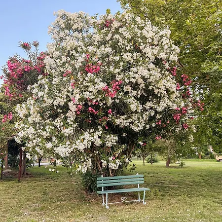 Guest Skiathos Town