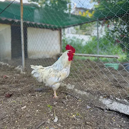 Guest house Guest