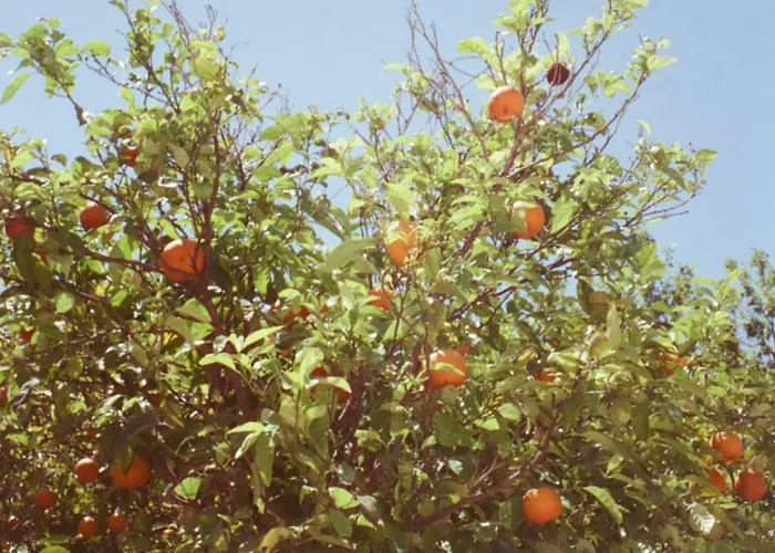 Private Wing Of A Greek Island Estate With Vineyard, Exclusive Grounds & Hosted Experiences 3* Szkiáthosz